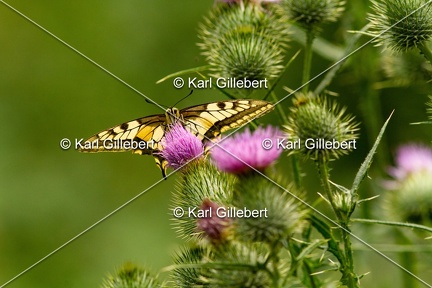 Karl-Gillebert-machaon-Papilio-machaon-0557