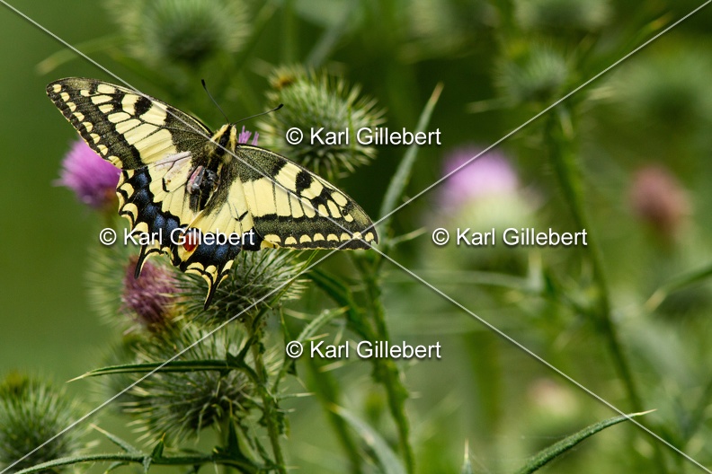 Karl-Gillebert-machaon-Papilio-machaon-0686.jpg