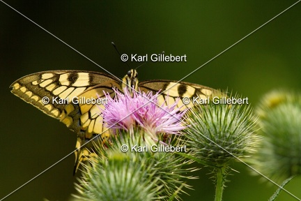 Karl-Gillebert-machaon-Papilio-machaon-0835