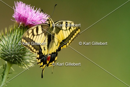 Karl-Gillebert-machaon-Papilio-machaon-0915