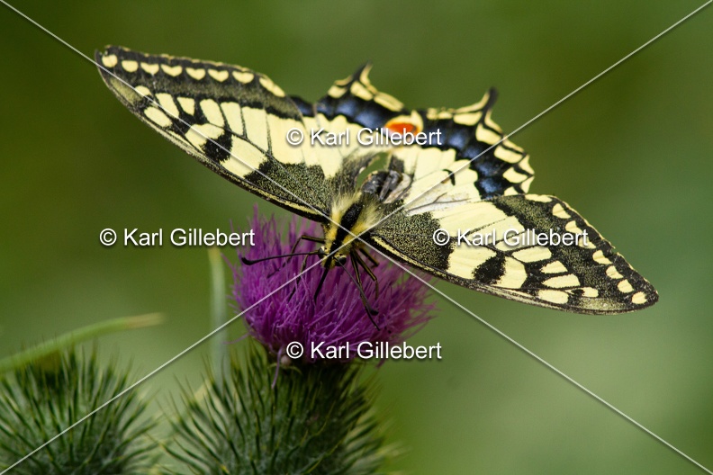 Karl-Gillebert-machaon-Papilio-machaon-1025.jpg