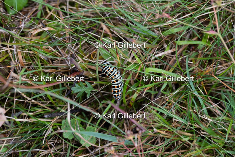Karl-Gillebert-machaon-Papilio-machaon-1039.jpg