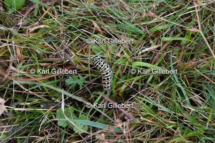 Karl-Gillebert-machaon-Papilio-machaon-1039