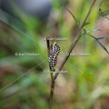 Karl-Gillebert-machaon-Papilio-machaon-1081