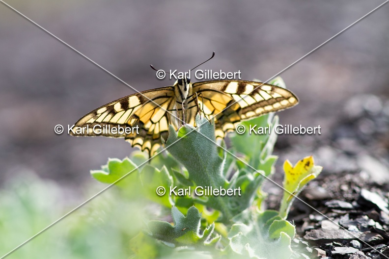 Karl-Gillebert-machaon-Papilio-machaon-2450.jpg