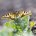 Karl-Gillebert-machaon-Papilio-machaon-2450