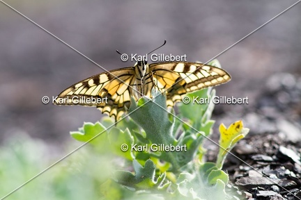 Karl-Gillebert-machaon-Papilio-machaon-2450