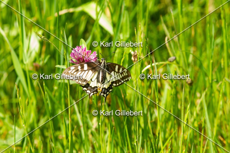 Karl-Gillebert-machaon-Papilio-machaon-2992.jpg