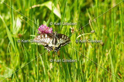 Karl-Gillebert-machaon-Papilio-machaon-2992