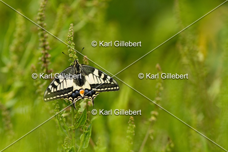 Karl-Gillebert-machaon-Papilio-machaon-3937.jpg
