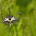 Karl-Gillebert-machaon-Papilio-machaon-3937