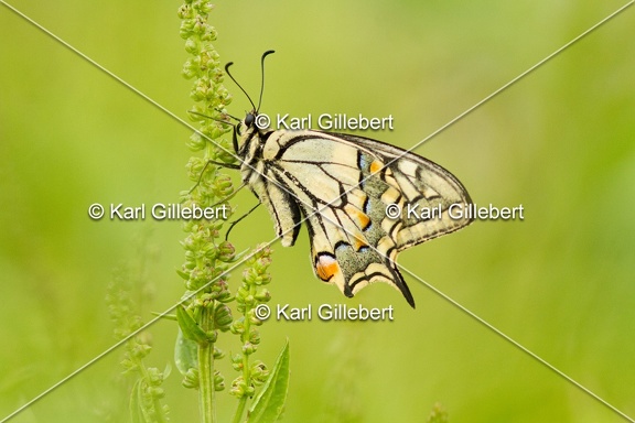 Karl-Gillebert-machaon-Papilio-machaon-4003