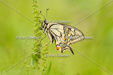 Karl-Gillebert-machaon-Papilio-machaon-4003