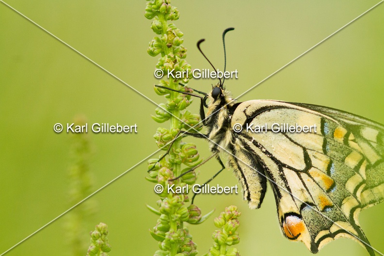 Karl-Gillebert-machaon-Papilio-machaon-4010.jpg