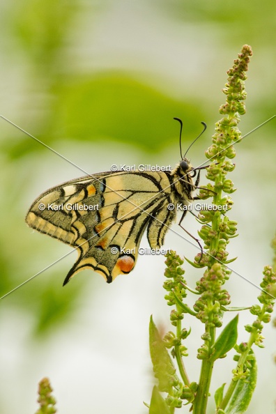 Karl-Gillebert-machaon-Papilio-machaon-4022.jpg