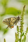 Karl-Gillebert-machaon-Papilio-machaon-4022