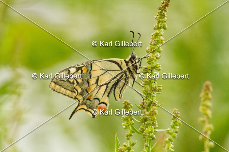 Karl-Gillebert-machaon-Papilio-machaon-4038.jpg