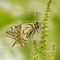 Karl-Gillebert-machaon-Papilio-machaon-4038