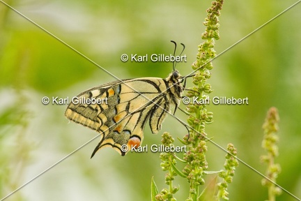 Karl-Gillebert-machaon-Papilio-machaon-4038