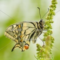 Karl-Gillebert-machaon-Papilio-machaon-4041