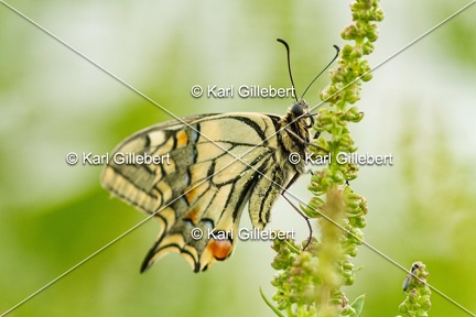 Karl-Gillebert-machaon-Papilio-machaon-4041