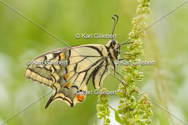 Karl-Gillebert-machaon-Papilio-machaon-4047