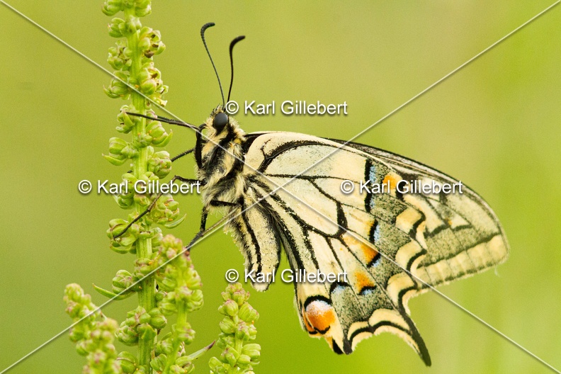 Karl-Gillebert-machaon-Papilio-machaon-4057.jpg