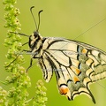 Karl-Gillebert-machaon-Papilio-machaon-4057
