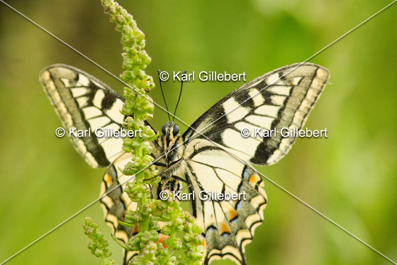 Karl-Gillebert-machaon-Papilio-machaon-4080.jpg