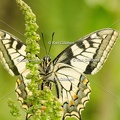 Karl-Gillebert-machaon-Papilio-machaon-4080