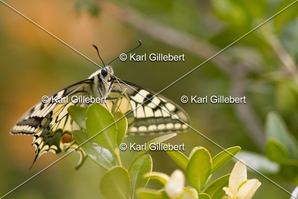 Karl-Gillebert-machaon-Papilio-machaon-4083