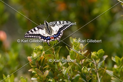 Karl-Gillebert-machaon-Papilio-machaon-4089
