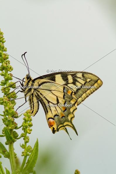 Karl-Gillebert-machaon-Papilio-machaon-4096.jpg