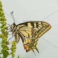 Karl-Gillebert-machaon-Papilio-machaon-4096