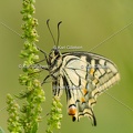 Karl-Gillebert-machaon-Papilio-machaon-4098