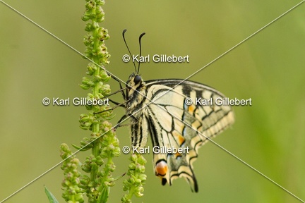 Karl-Gillebert-machaon-Papilio-machaon-4098