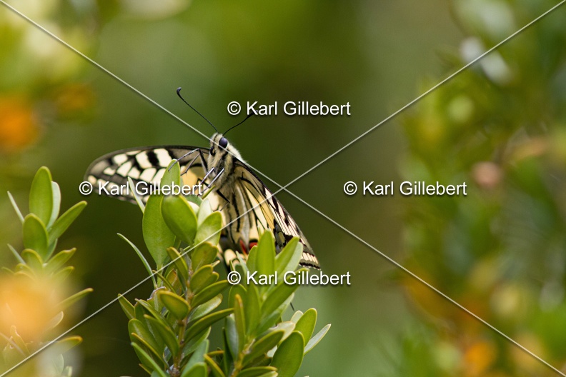 Karl-Gillebert-machaon-Papilio-machaon-4103.jpg