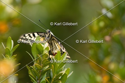 Karl-Gillebert-machaon-Papilio-machaon-4103