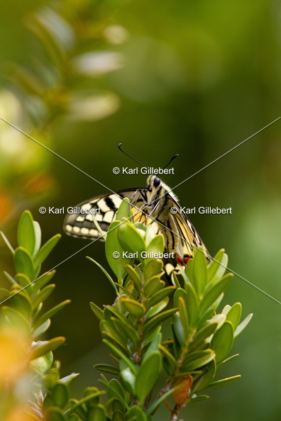 Karl-Gillebert-machaon-Papilio-machaon-4107.jpg