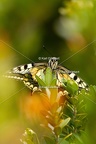 Karl-Gillebert-machaon-Papilio-machaon-4114