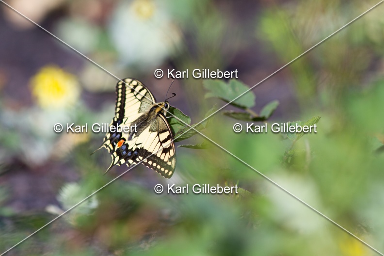 Karl-Gillebert-machaon-Papilio-machaon-4117.jpg