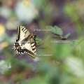 Karl-Gillebert-machaon-Papilio-machaon-4117.jpg