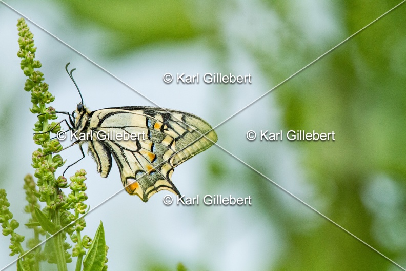 Karl-Gillebert-machaon-Papilio-machaon-4118.jpg