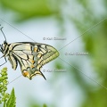 Karl-Gillebert-machaon-Papilio-machaon-4118