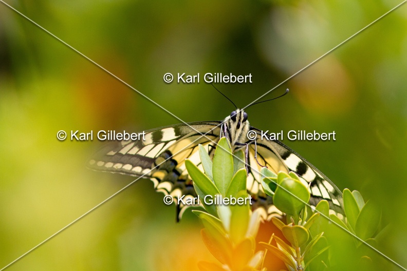 Karl-Gillebert-machaon-Papilio-machaon-4121.jpg