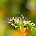 Karl-Gillebert-machaon-Papilio-machaon-4121