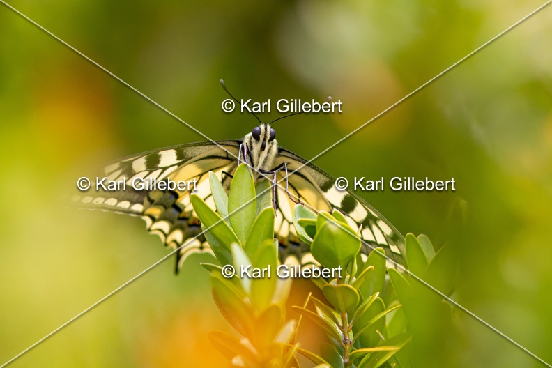 Karl-Gillebert-machaon-Papilio-machaon-4131