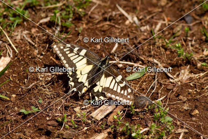 Karl-Gillebert-machaon-Papilio-machaon-4139.jpg