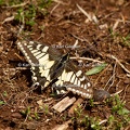 Karl-Gillebert-machaon-Papilio-machaon-4139