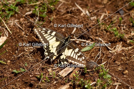 Karl-Gillebert-machaon-Papilio-machaon-4139